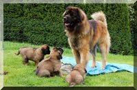 leonberger 123.jpg